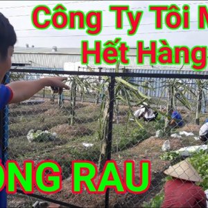 MS7 Vlogs - Công Nhân Bao Bì Ế Hàng Trồng Rau Trong Công Ty