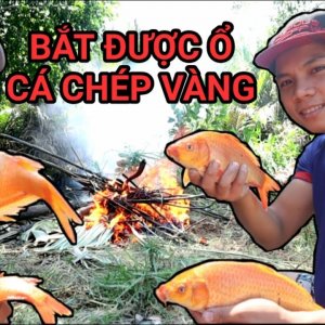 Bắt cá miền tây, trúng ổ cá chép vàng || MS7 Vlogs